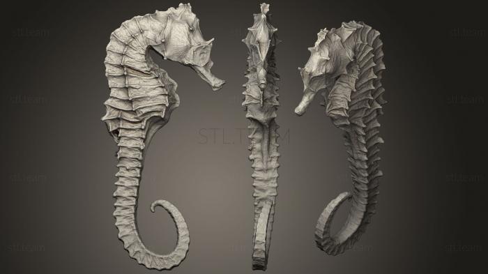 3D model sea horse 2 (STL)